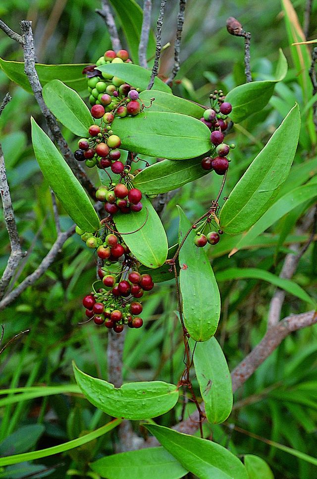 Cây khúc khắc