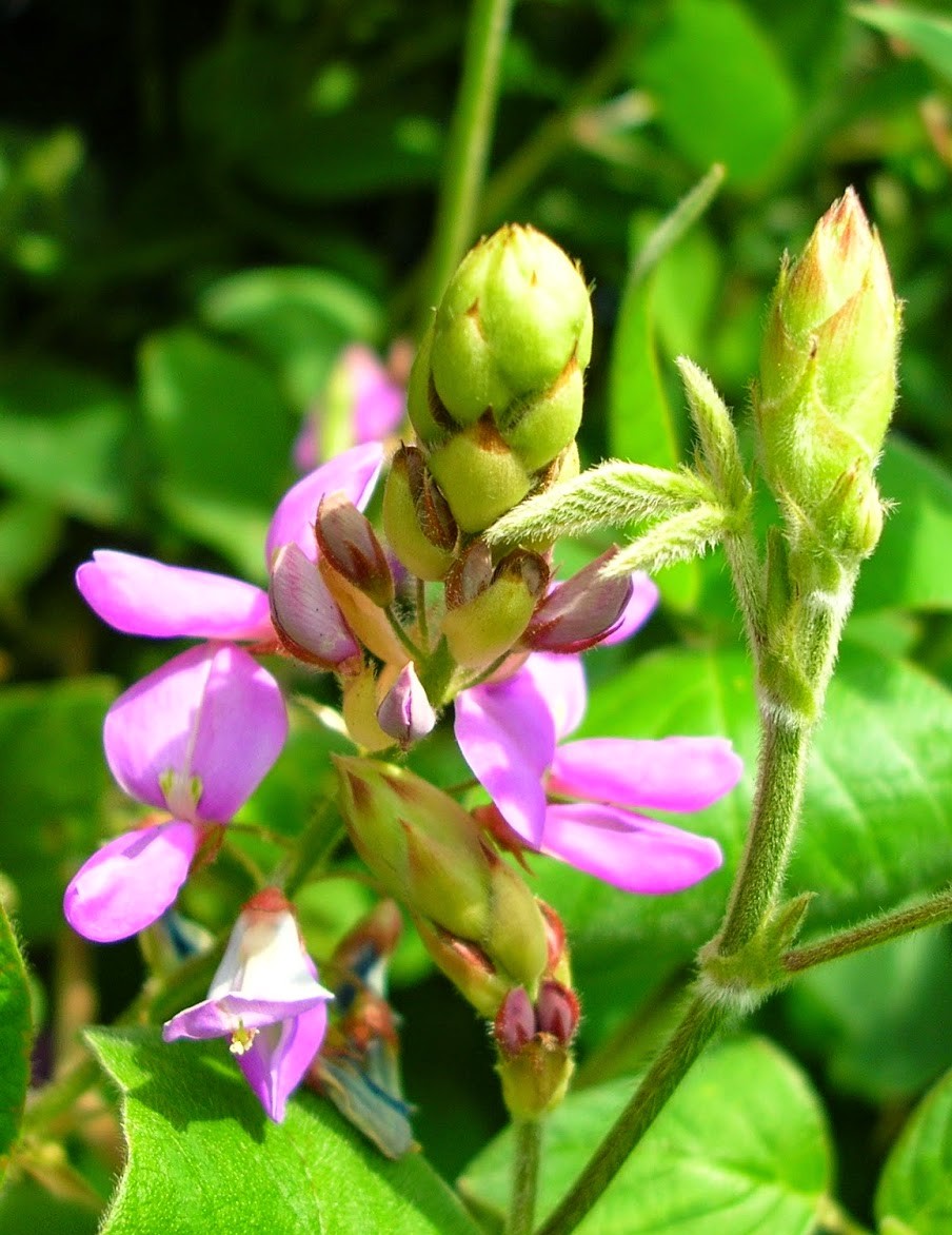 kim-tien-thao-co-tac-dung-tri-soi-nieu