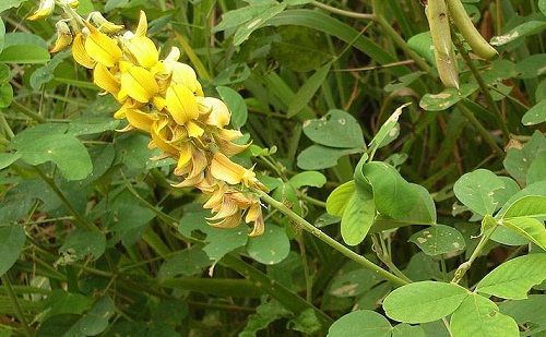 Cây lục lạc ba lá