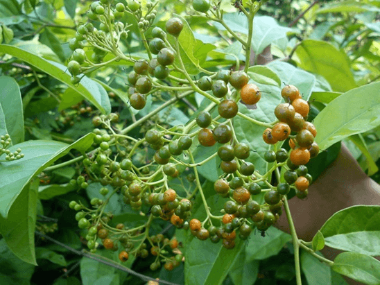 Cây xạ đen có tác dụng điều trị mụn nhọt, giải độc