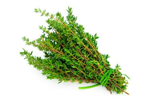 Cỏ xạ hương