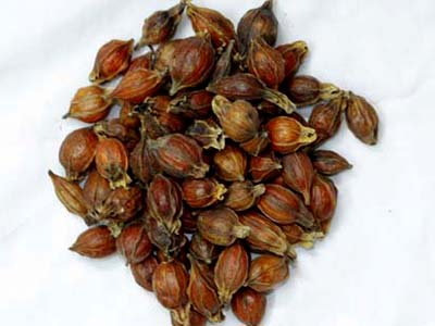 Sơn chi tử có tác dụng trị cảm sốt. trướng bung, đầy hơi