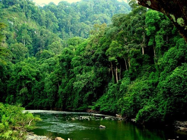 Hệ sinh thái rừng Việt Nam