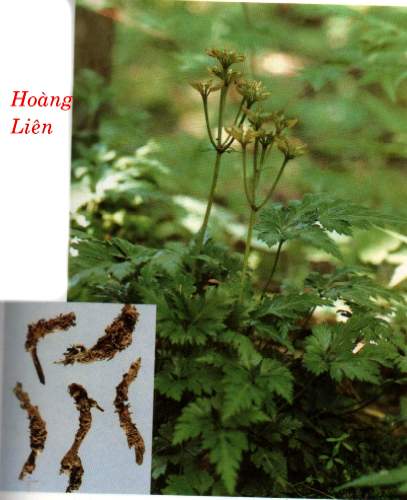 hoang-lien-giup-thanh-nhiet-giai-doc
