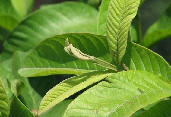 Lá ổi có tác dụng điều trị bệnh tiểu đường