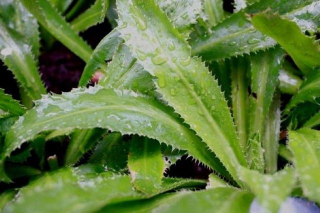 Rau mùi tàu, vị thuốc chữa bách bệnh