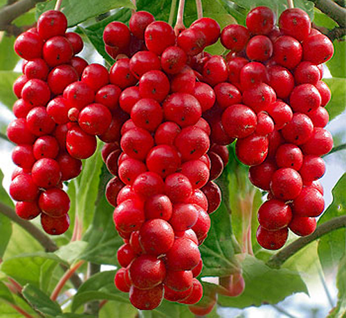 Ngũ vị tử