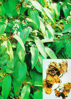 Thổ phục linh