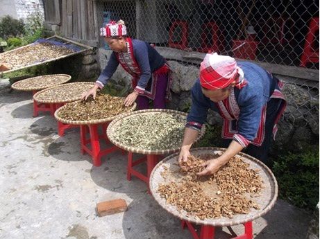 Thuốc chữa bệnh dân tộc